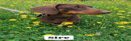 Miniature Dachshund dogs for sale: KC Registered Miniature Dachshund Puppies - Advert 10