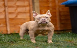 American Bully dogs for sale: Pocket bully  - Image 1