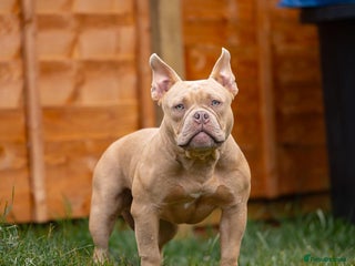 American Bully dogs - Advert 19