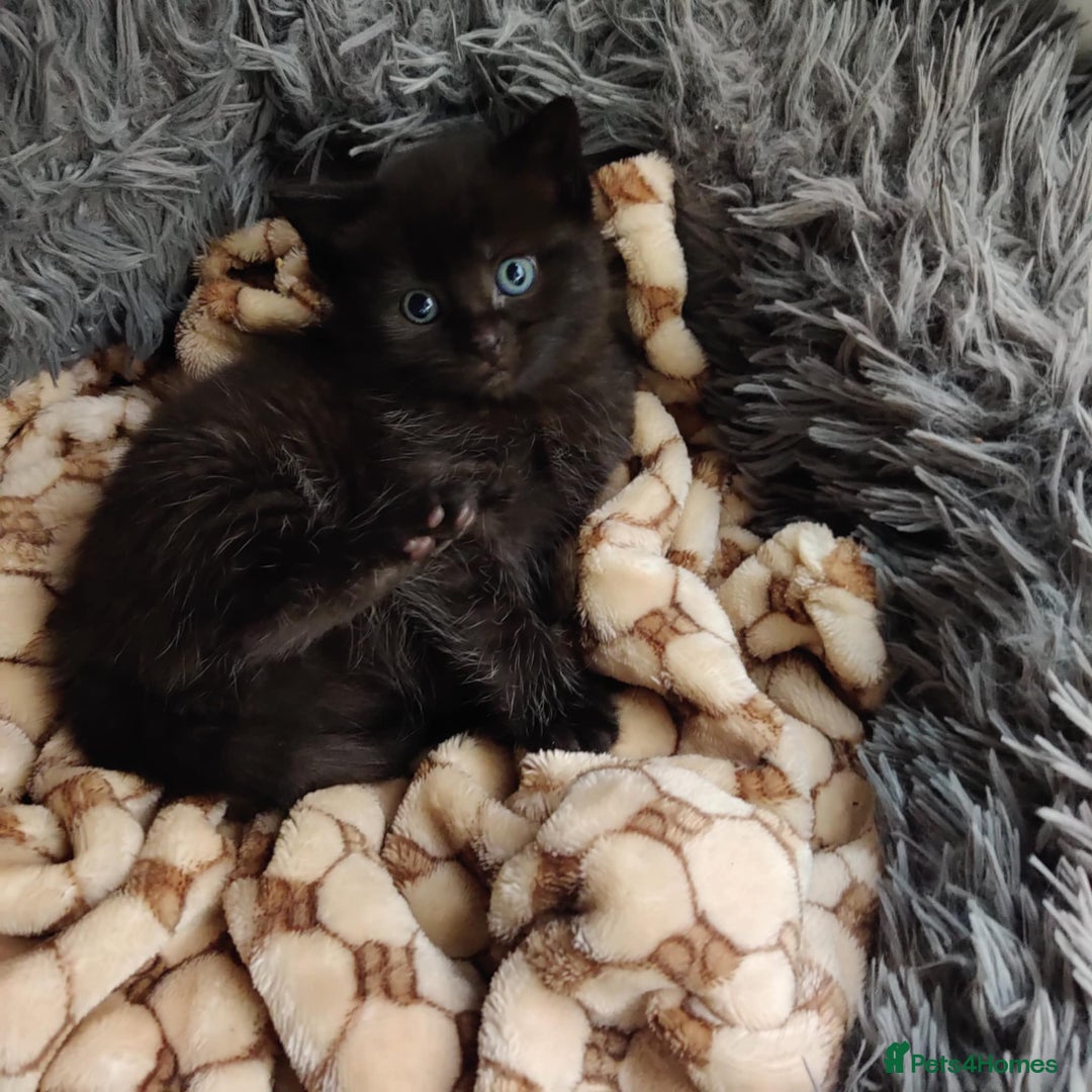 Mixed Breed cats for sale: Adorable 2 kitten  - Advert 9