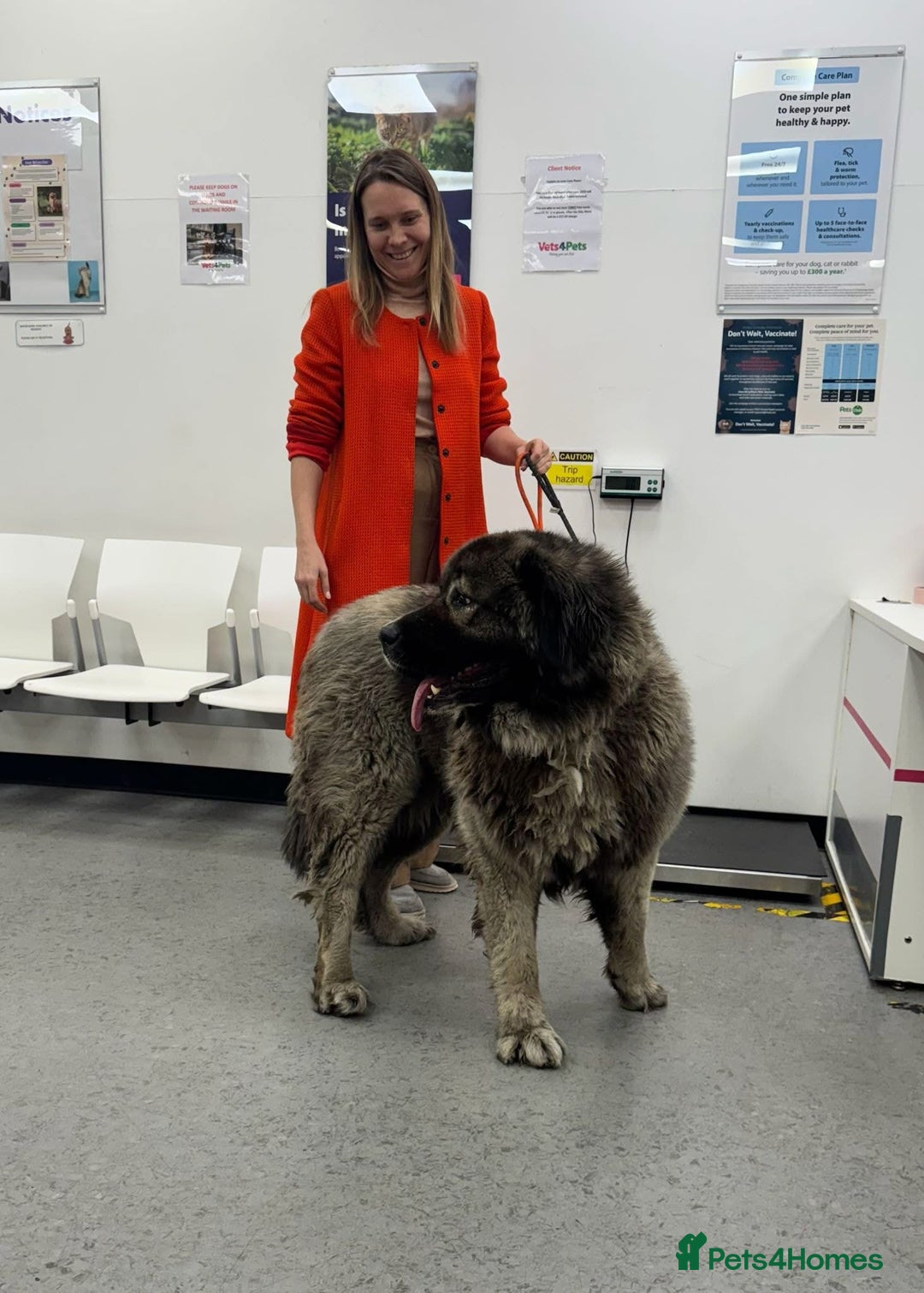 Caucasian Shepherd Dog dogs for sale: 🏡 ADOPT MISHA 🐾 FREE 🌟 Make a Christmas Miracle - Advert 2