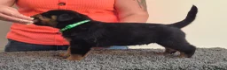 Rottweiler dogs for sale: Stunning fully health tested rottweiler pups in Sheffield - Advert 6