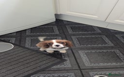 Cavalier King Charles Spaniel dogs for sale: SOLD Fully vaccinated male CKCS puppy  - Image 10