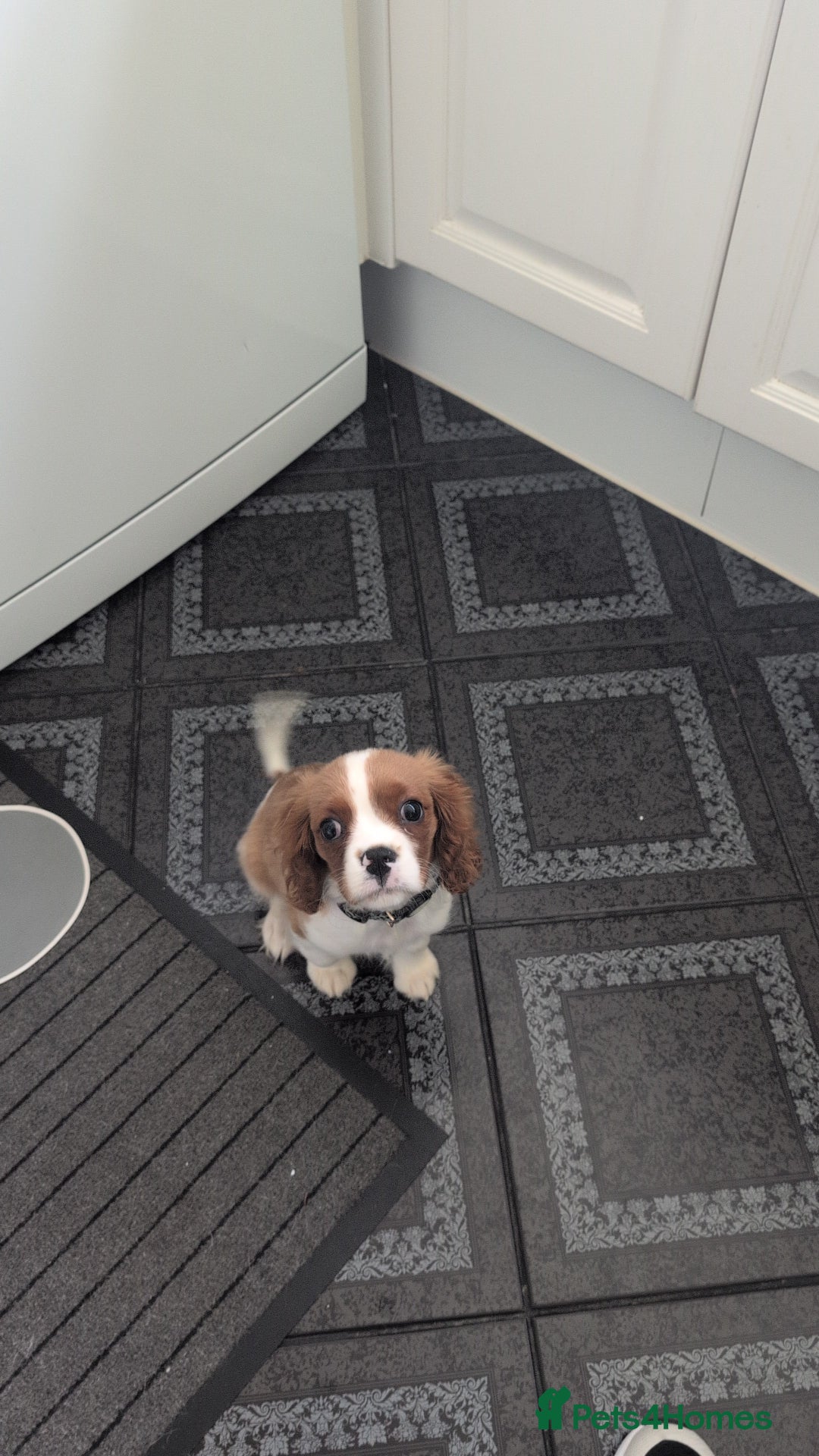 Cavalier King Charles Spaniel dogs for sale: SOLD Fully vaccinated male CKCS puppy  - Image 10