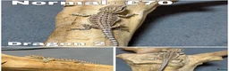 Bearded Dragon reptiles for sale: Gorgeous Baby Bearded Dragons READY NOW - Advert 2