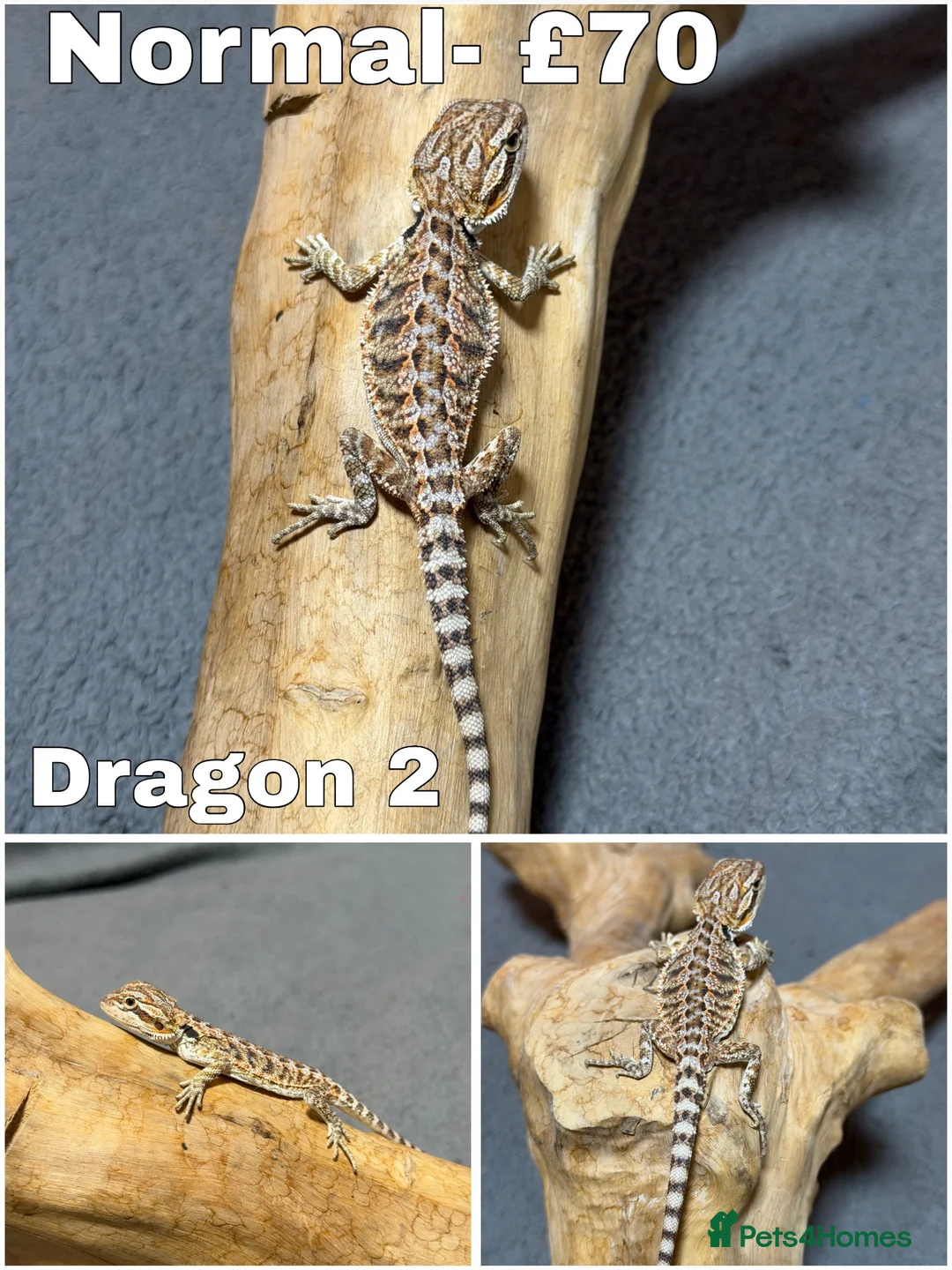 Bearded Dragon reptiles for sale: Gorgeous Baby Bearded Dragons READY NOW - Advert 2