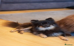 Pomeranian dogs for sale: Black and Tan Male Pomeranian  - Image 4