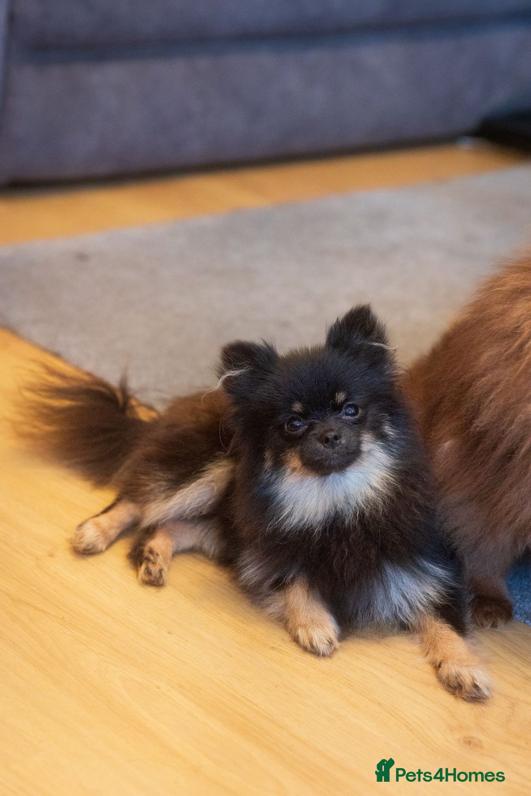 Pomeranian dogs for sale: Black and Tan Male Pomeranian  - Image 4