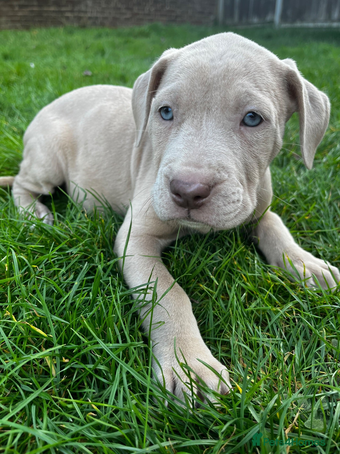 Mixed Breed dogs Beautiful bandog puppies  - Advert 1
