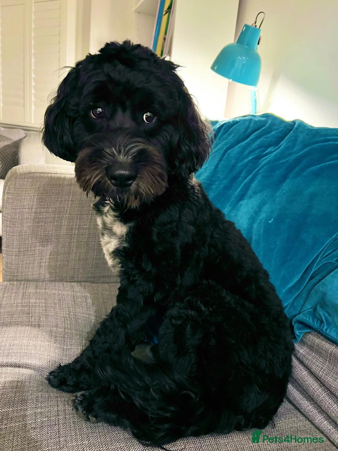Cockapoo dogs for sale: Cockapoo for rehome/sale in Sutton - Advert 9