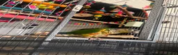 Conures birds for sale: X2 conures for sale - Advert 3