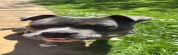 American Bully dogs for sale: Pocket Bully – 8 Months Old in Tamworth - Advert 5