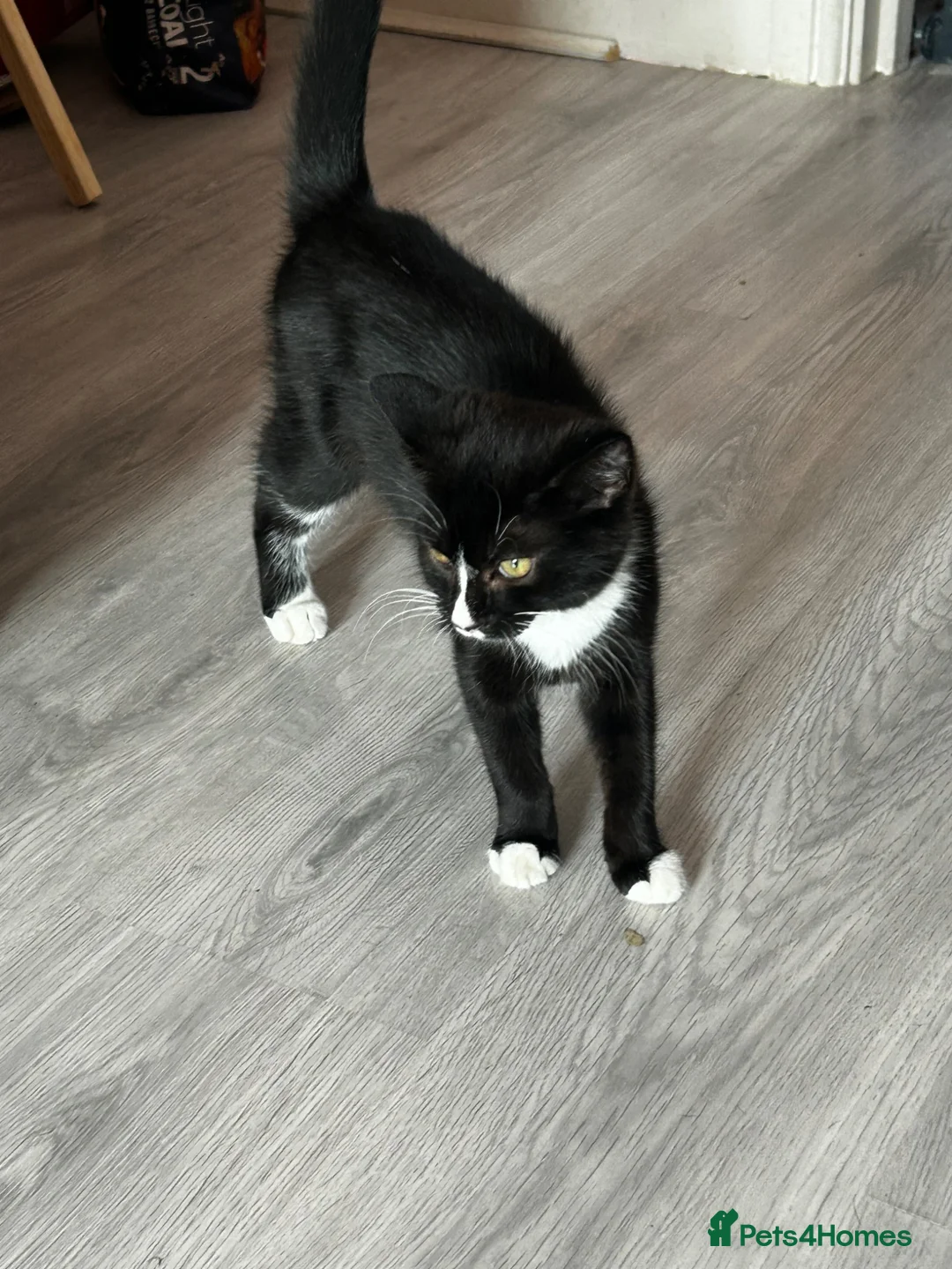 Mixed Breed cats for sale: Girl available Maine coone cross kittens  - Advert 2