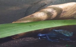 Gecko reptiles for sale: Mourning Gecko hatchlings. - Image 27