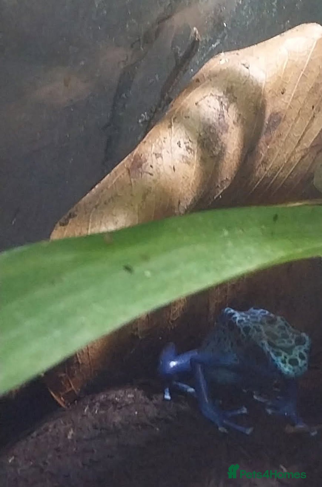 Gecko reptiles for sale: Mourning Gecko hatchlings. - Image 27