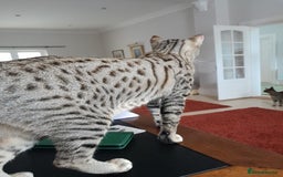 Savannah cats for sale: ACTIVE TICA Reg F3 Pedigree Savannah Lady TICA Reg - Image 4