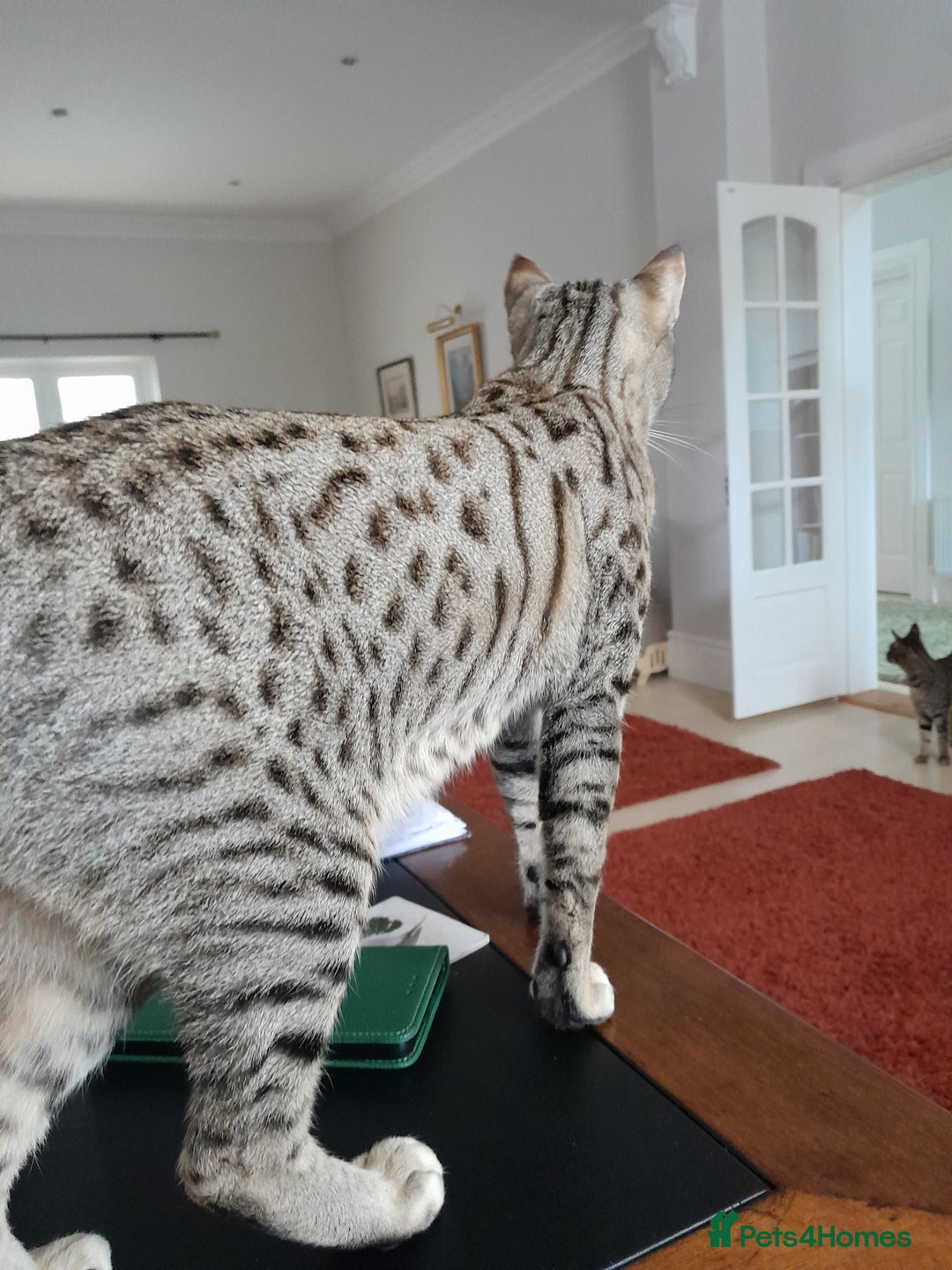 Savannah cats for sale: ACTIVE TICA Reg F3 Pedigree Savannah Lady TICA Reg - Image 4