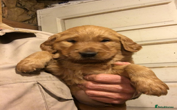 Golden Retriever dogs for sale: Quality Kc Reg. Golden retriever Puppies - Image 5
