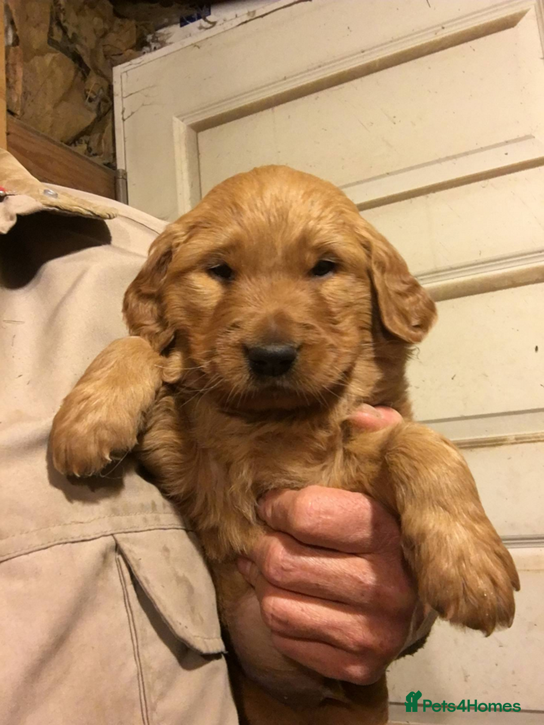 Golden Retriever dogs for sale: Quality Kc Reg. Golden retriever Puppies - Image 5