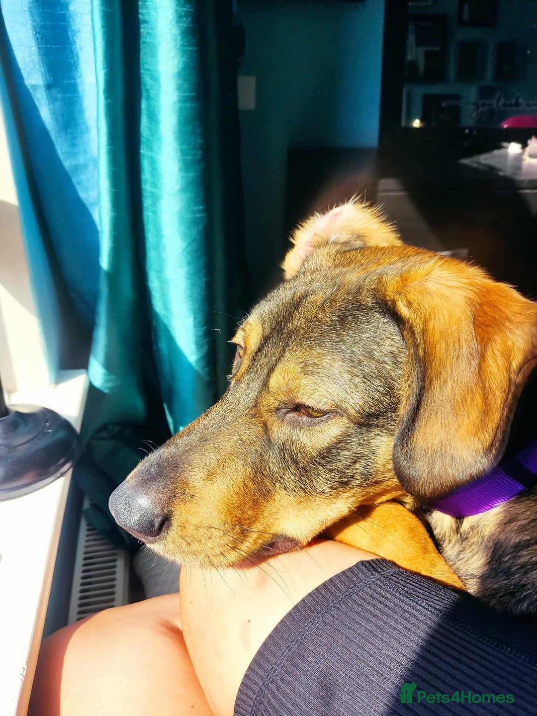 Cat Rescue The Ark Dog Rescue Centre Lincolnshire The Ark Rehoming