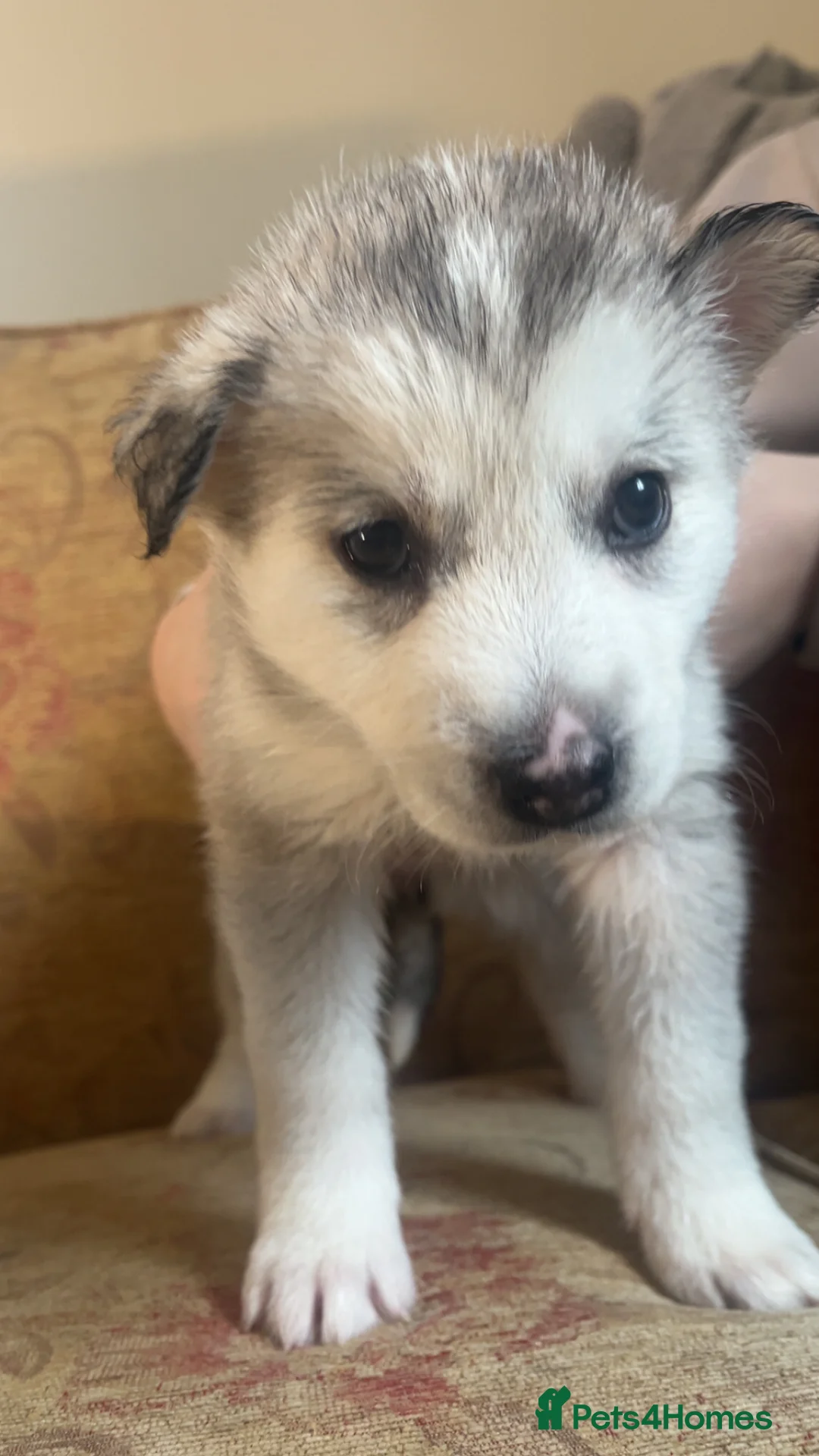 Siberian Husky dogs for sale: Siberian husky - Advert 2