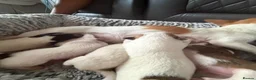 Chihuahua dogs for sale: For sale  - Advert 9