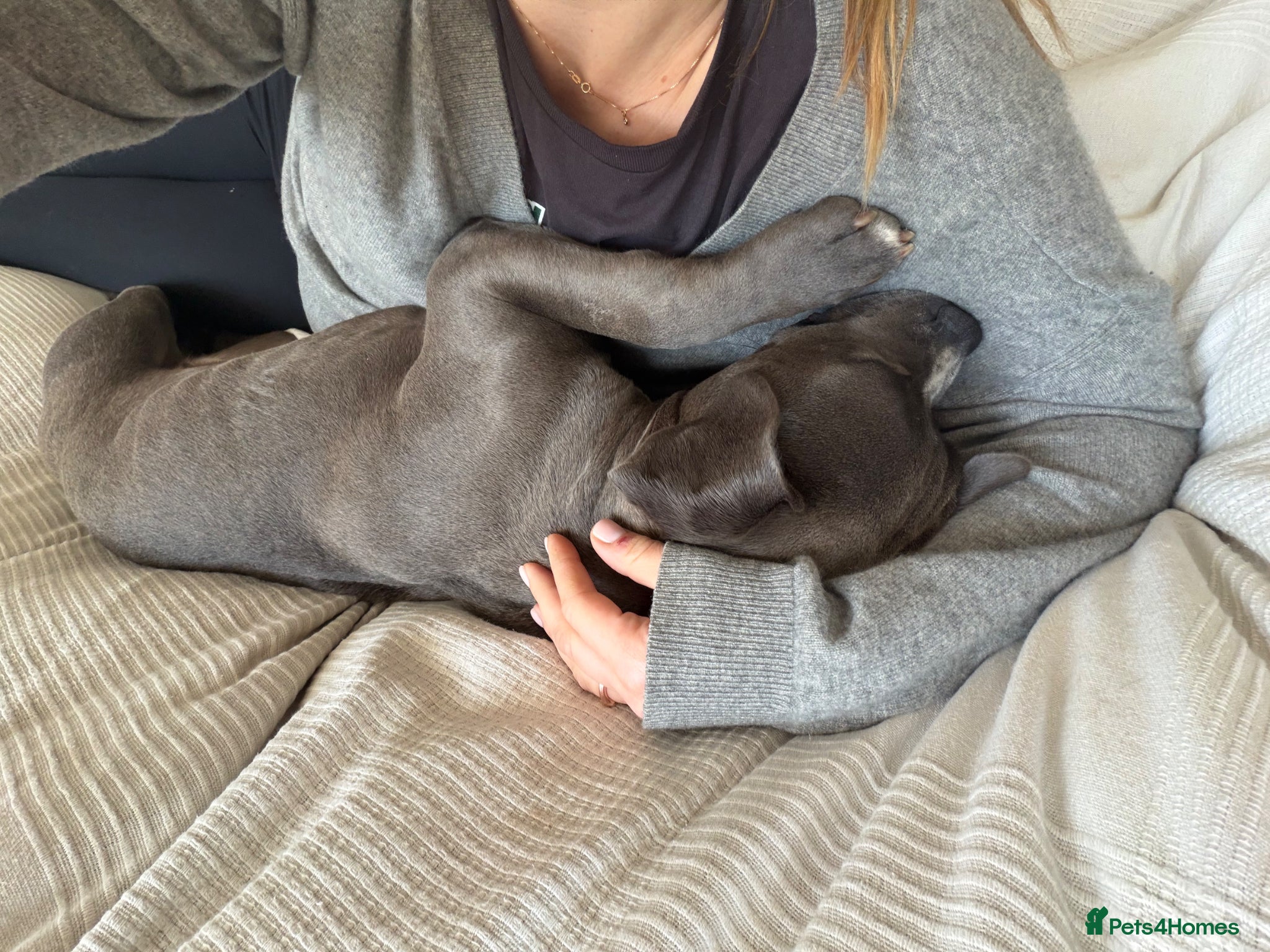 American Bull Staffy dogs for sale: Uma - staffy mix in London - Advert 8