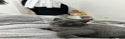 British Shorthair cats for sale: British Shorthair Kittens For sale - Advert 3
