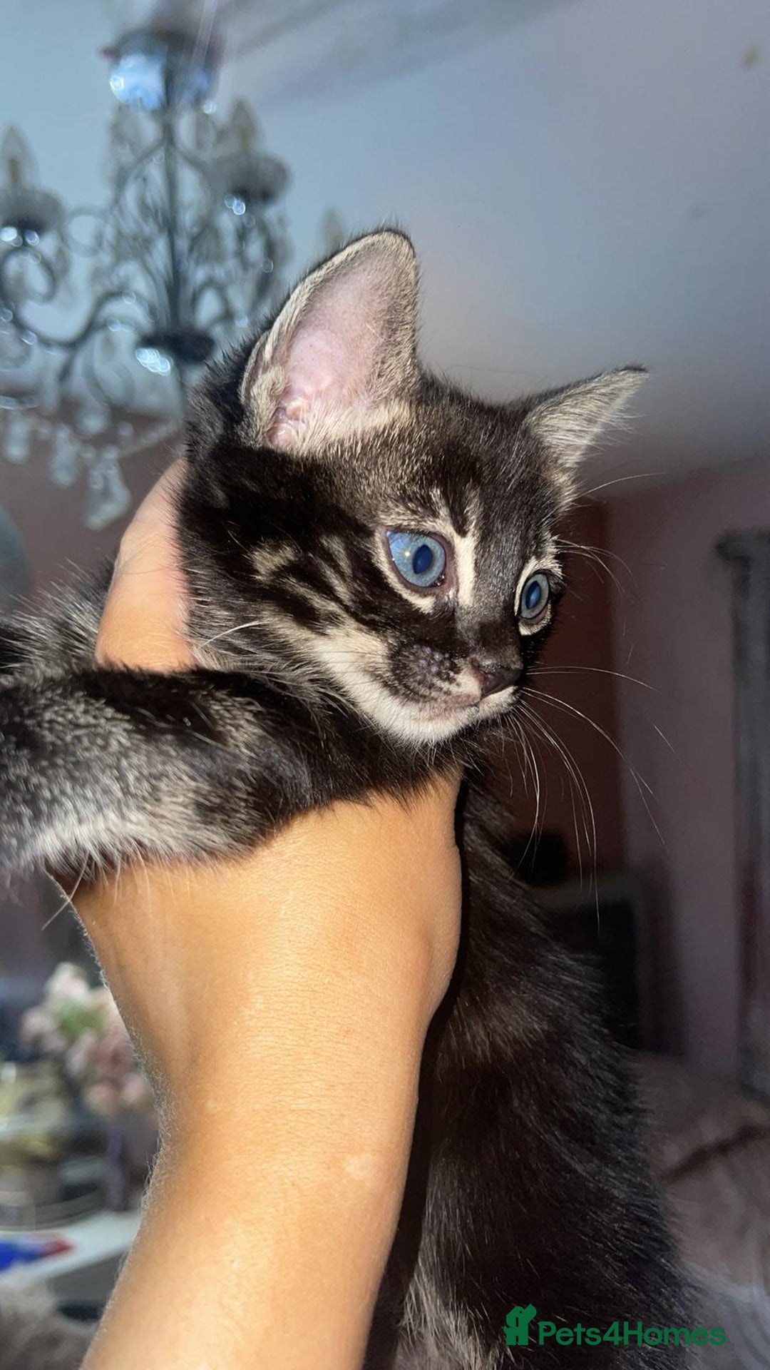 Mixed Breed cats for sale: Rare black blue eye bengal kittens - Advert 1