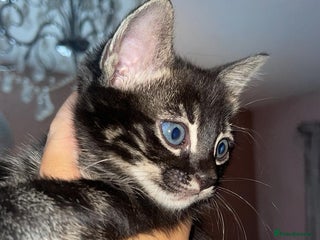 Mixed Breed cats Rare black blue eye bengal kittens - Advert 1
