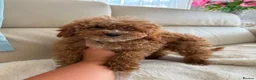 Cavapoo dogs for sale: Cavapoobabiesuk litter has arrived  - Advert 5