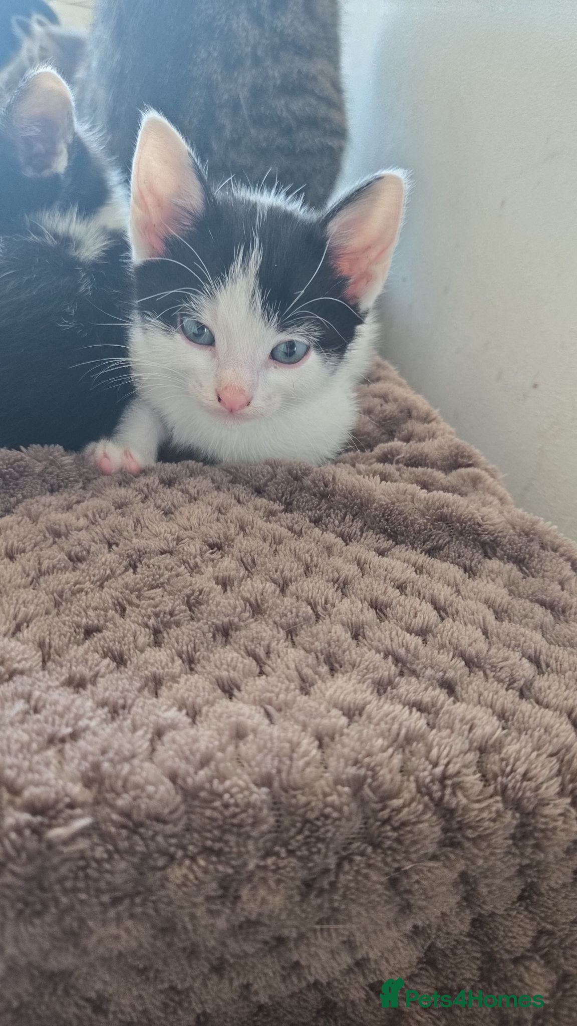 Mixed Breed cats 4xKittens🐈‍⬛️🐈 - Advert 6