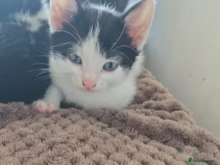 Mixed Breed cats 4xKittens🐈⬛️🐈 - Advert 6