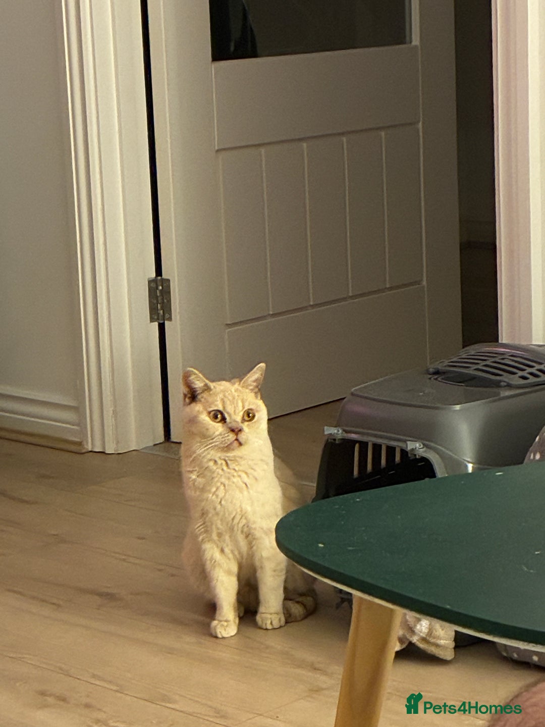 British Shorthair cats for sale: Very lovable ember  - Advert 6