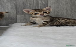 Savannah cats for sale: TICA Registered F8 savannah kittens  - Image 3