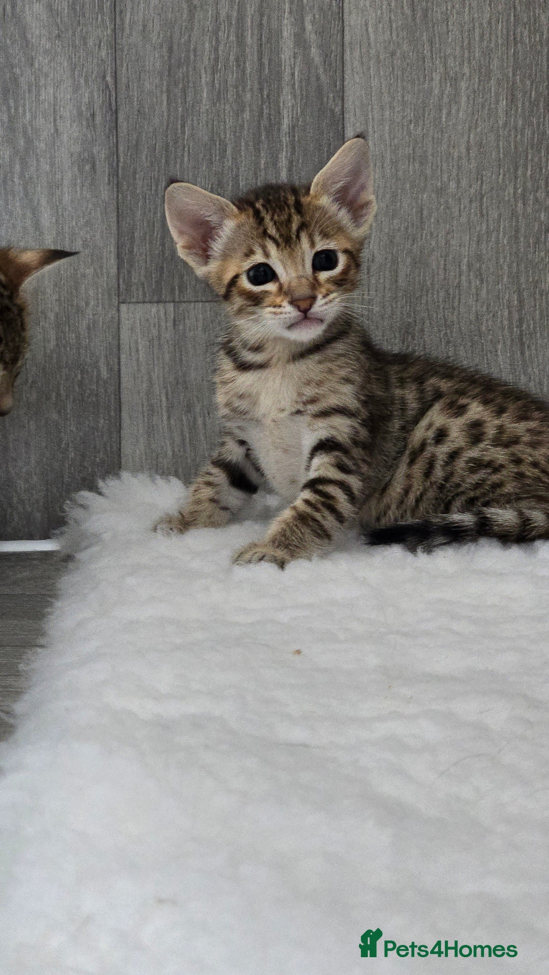 Savannah cats for sale: TICA Registered F8 savannah kittens  - Image 3