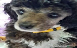 Toy Poodle dogs for stud: Tri Coloured Toy and Miniature studs in Northallerton - Image 24