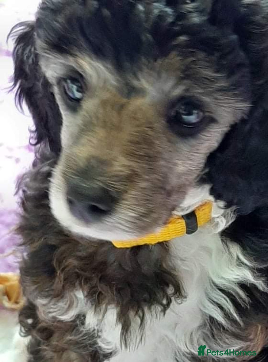 Toy Poodle dogs for stud: Tri Coloured Toy and Miniature studs in Northallerton - Image 24