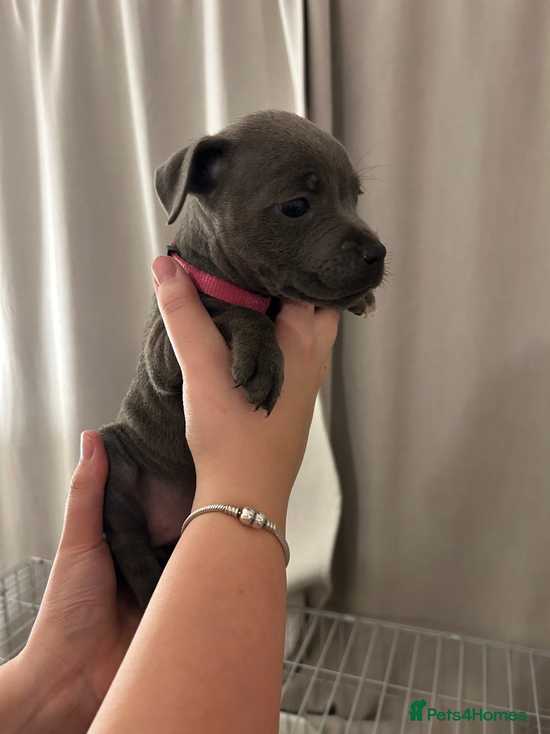 Staffordshire Bull Terrier dogs for sale: Stunning pure blue staffies - Image 24
