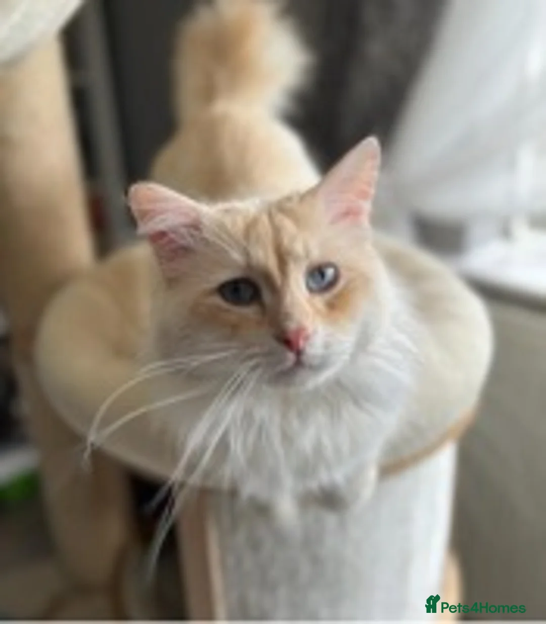 Siberian cats for stud: Siberian Neva Masquerade Available For Stud in Leeds - Advert 5