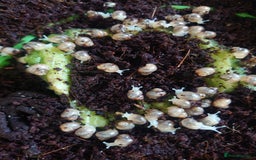 Snails invertebrates for sale: Baby Giant African Land Snails  - Image 10