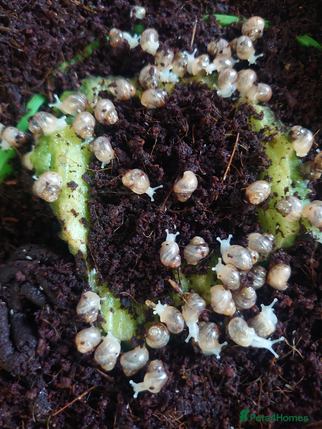 Snails invertebrates for sale: Baby Giant African Land Snails  - Image 10