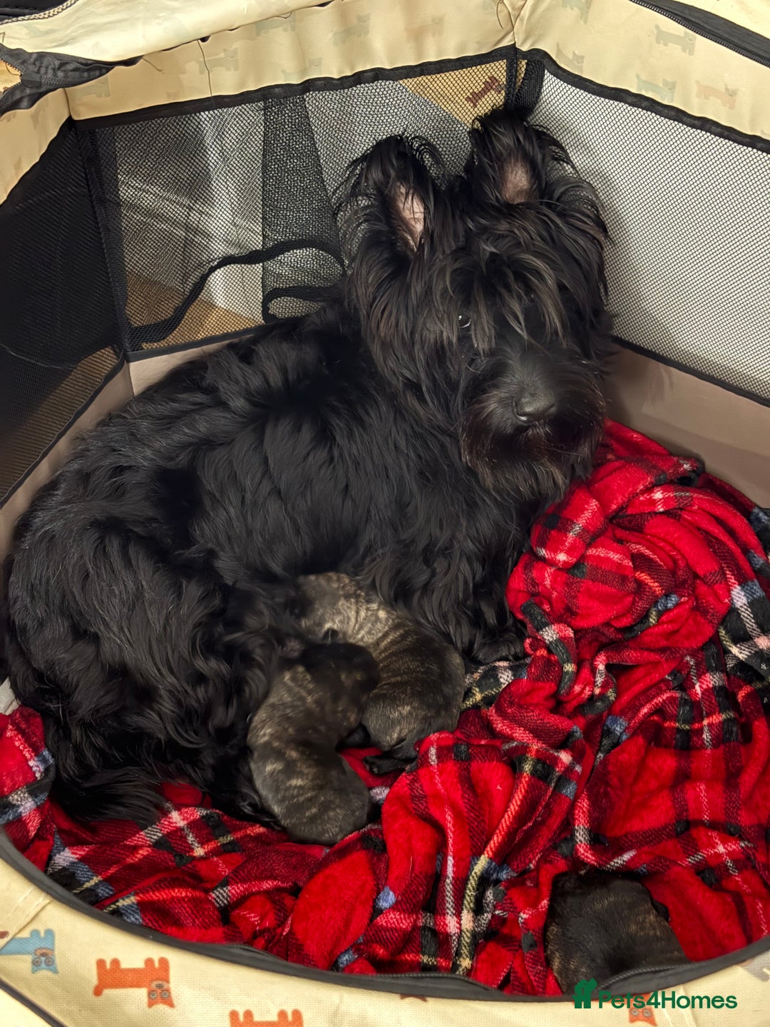 Scottish Terrier dogs for sale: Scottish terrier puppies 3 Brindle girls  - Advert 1