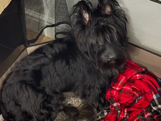 Scottish Terrier dogs Scottish terrier puppies 3 Brindle girls - Advert 1