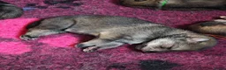 Mixed Breed dogs for sale: Northern Inuit Puppy - Advert 3