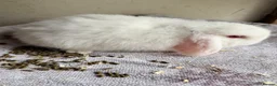 Lionhead rabbits for sale: Holland Lops looking for their forever homes - Advert 3
