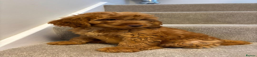 Cockapoo Puppy 1