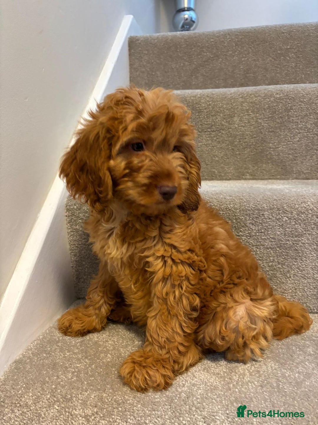 Cockapoo dogs for sale: Cockapoo puppies ready now  - Image 7