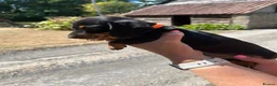 Miniature Dachshund dogs for sale: Miniature Dachshund Puppies - Advert 7