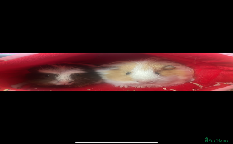 Guinea Pig rodents - Advert 3